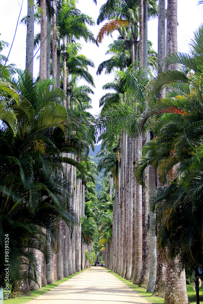 Fototapeta premium palm tree