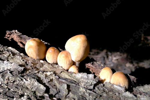 Mushrooms in the sun in the bark of a tree close-up