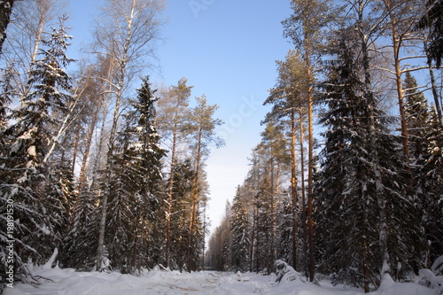 Сосновый лес зимний пейзаж лесозаготовка древесины
