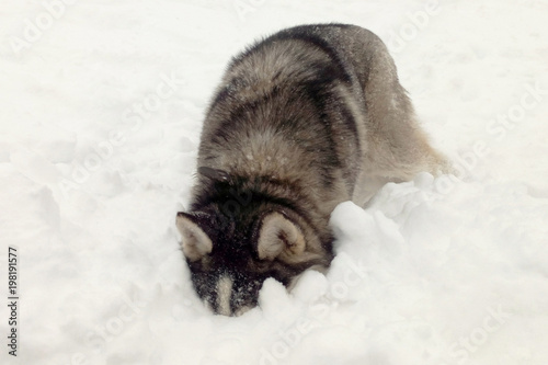 Husky dog