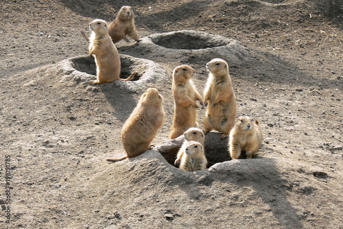 Prairie dogs out of their burrows watching potential predators photo