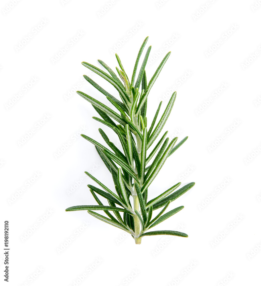 fresh rosemary isolated on white background