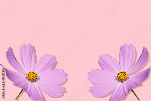 Two full-bloomed purple daisy flower isolated on pink background at left and right bottom corner