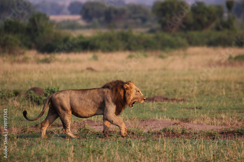 Wilde Löwen in der Steppe von Afrika Uganda 
