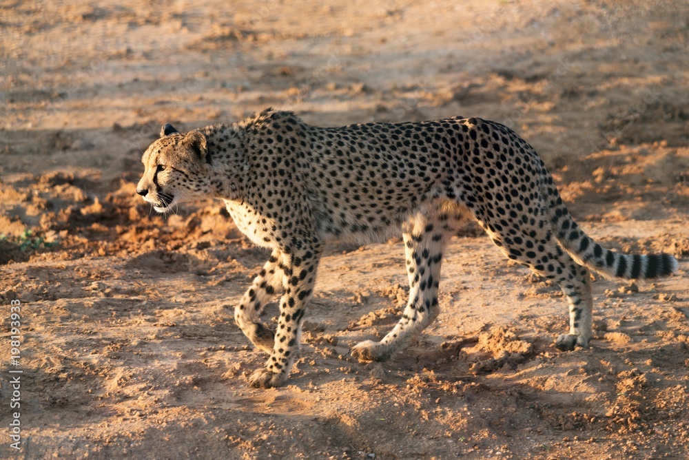 Fototapeta premium Cheetah walking profile view