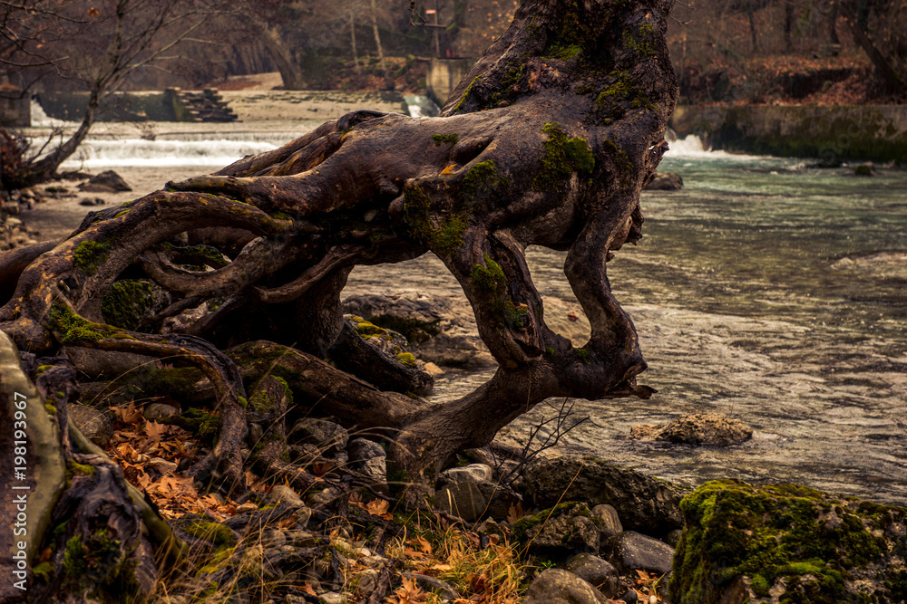 Fototapeta premium a large tree trunk at the side of a river in zagorohoria greece