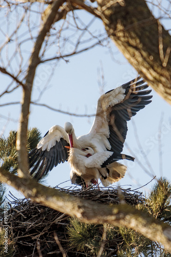 stork couple bulding a nest