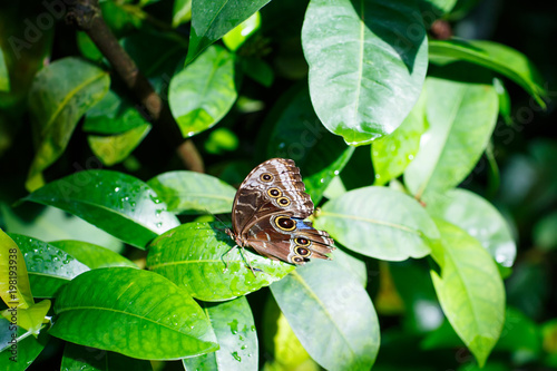 A shallow focus closup image of a beautiful Butterfly © Irina Schmidt