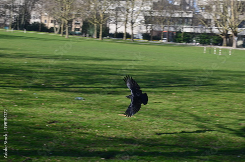 Cuervo cazado al vuelo