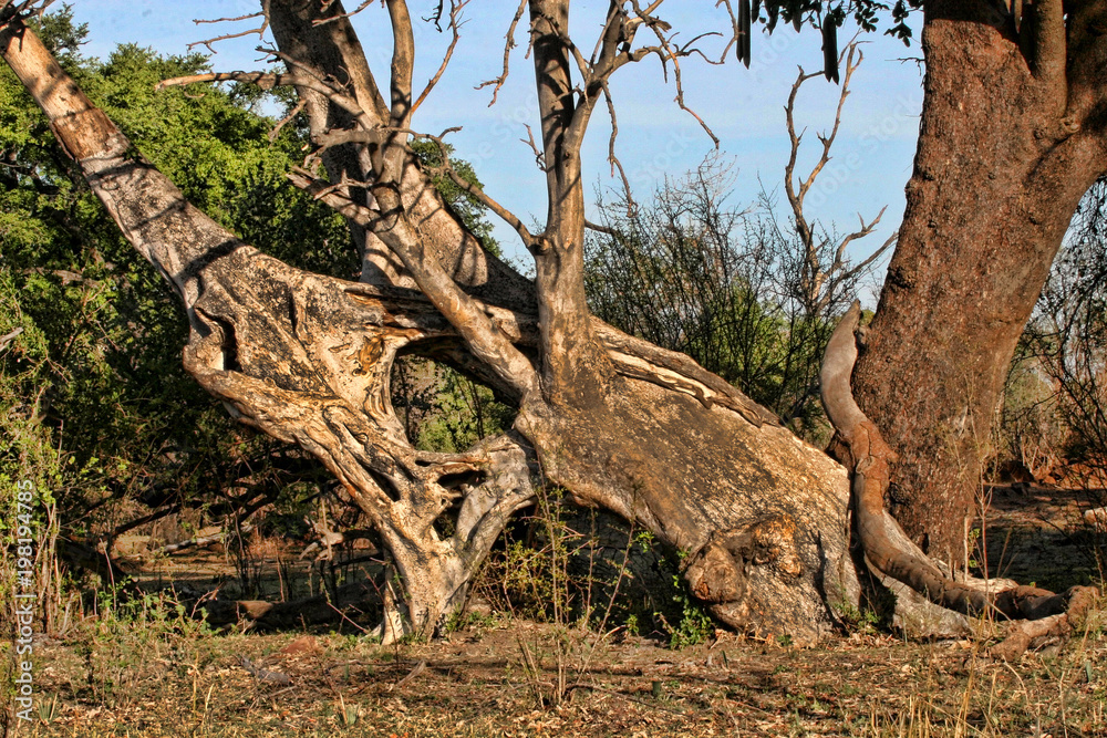 Great tree trunk, Victoria falls, Zimbabwe Great tree trunk, Victoria falls, Zimbabwe