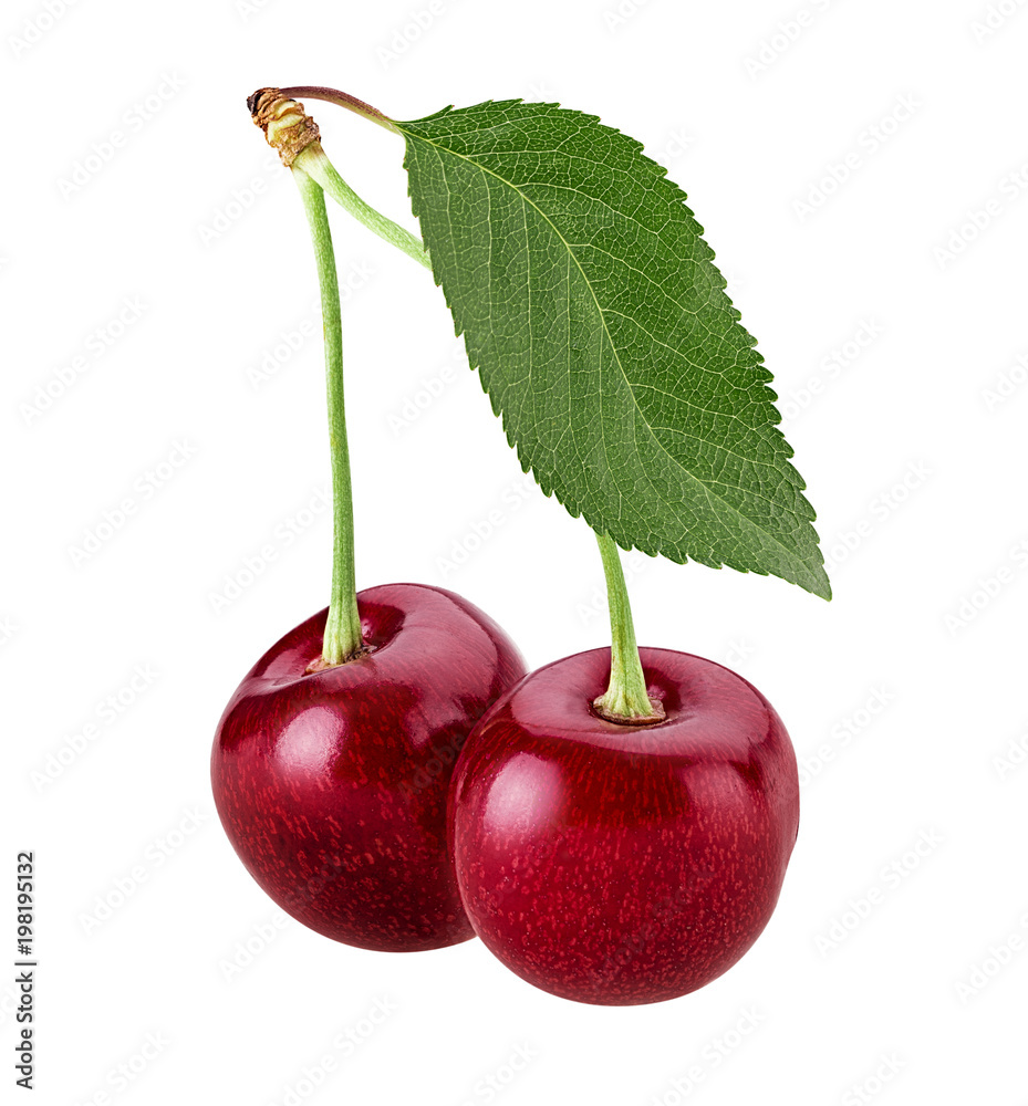 Sweet cherry berry. Two on a branch with leaf Stock Photo | Adobe Stock