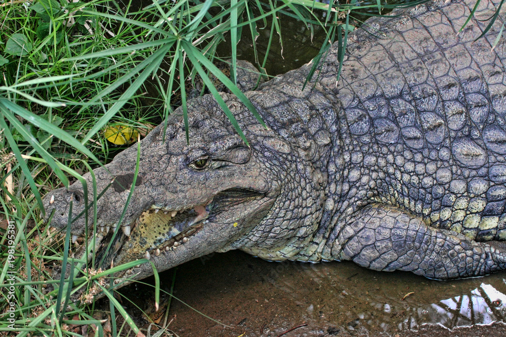 Obraz premium Nile Crocodile, Crocodylus niloticus, open mouth, Zimbabwe