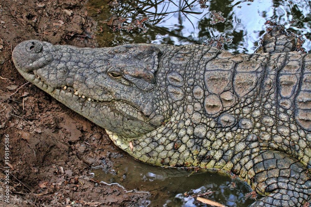 Obraz premium Nile Crocodile, Crocodylus niloticus, open mouth, Zimbabwe