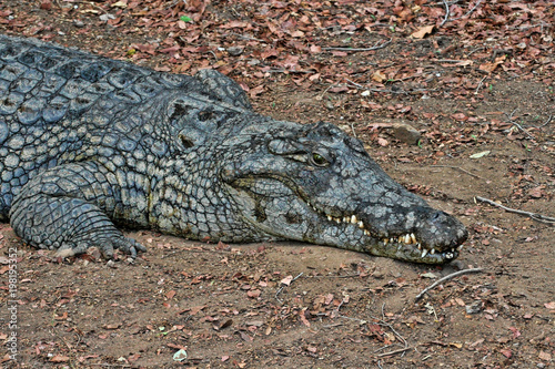 Nile Crocodile, Crocodylus niloticus, open mouth, Zimbabwe