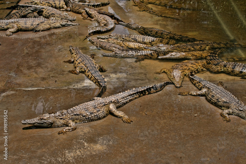 Nile Crocodile, Crocodylus niloticus, open mouth, Zimbabwe