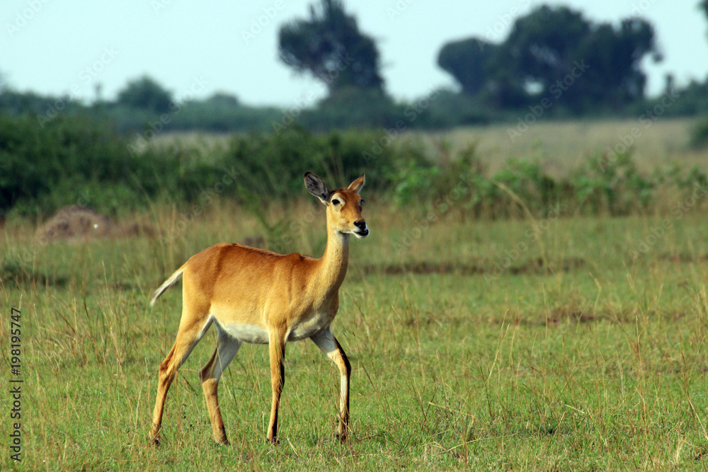 Wilde Antilopen in der Steppe von Arfrika Uganda Wilde Antilopen in der Steppe von Arfrika Uganda