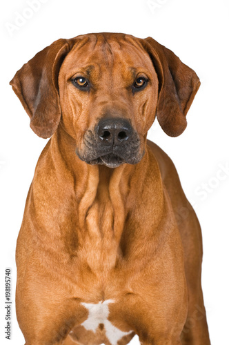 Rhodesian Ridgeback isoliert auf weißem Grund