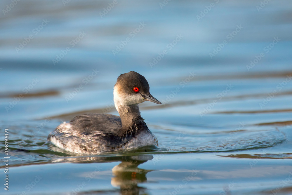 Black-necked grebe (Podiceps nigricollis) on water Black-necked grebe (Podiceps nigricollis) on water