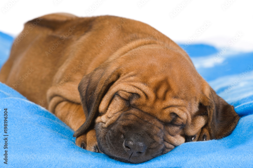 Schlafender Rhodesian Ridgeback Welpe auf blauer Decke Schlafender Rhodesian Ridgeback Welpe auf blauer Decke