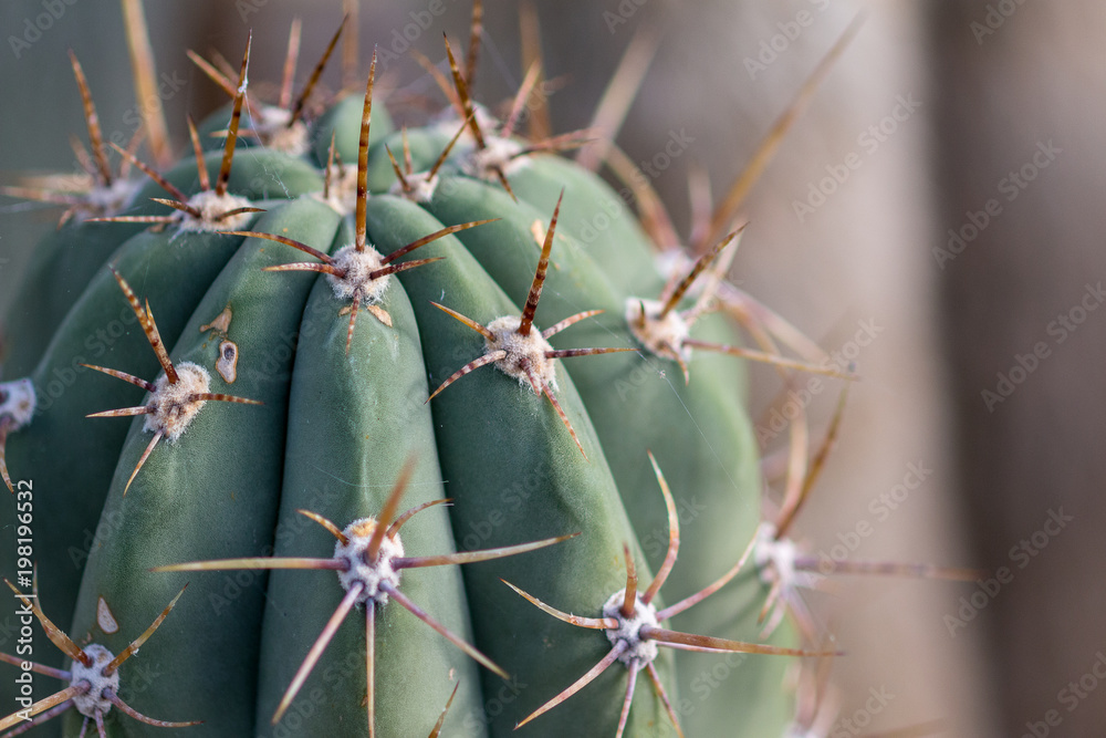 Cactus Spikes