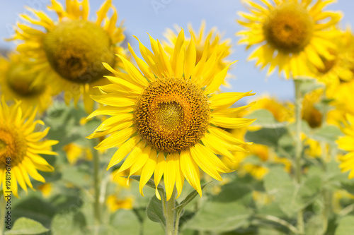 Closeup Beautiful of a Sunflower or Helianthus in Sunflower Field, Bright yellow sunflower Lopburi, Thailand © piyaphunjun