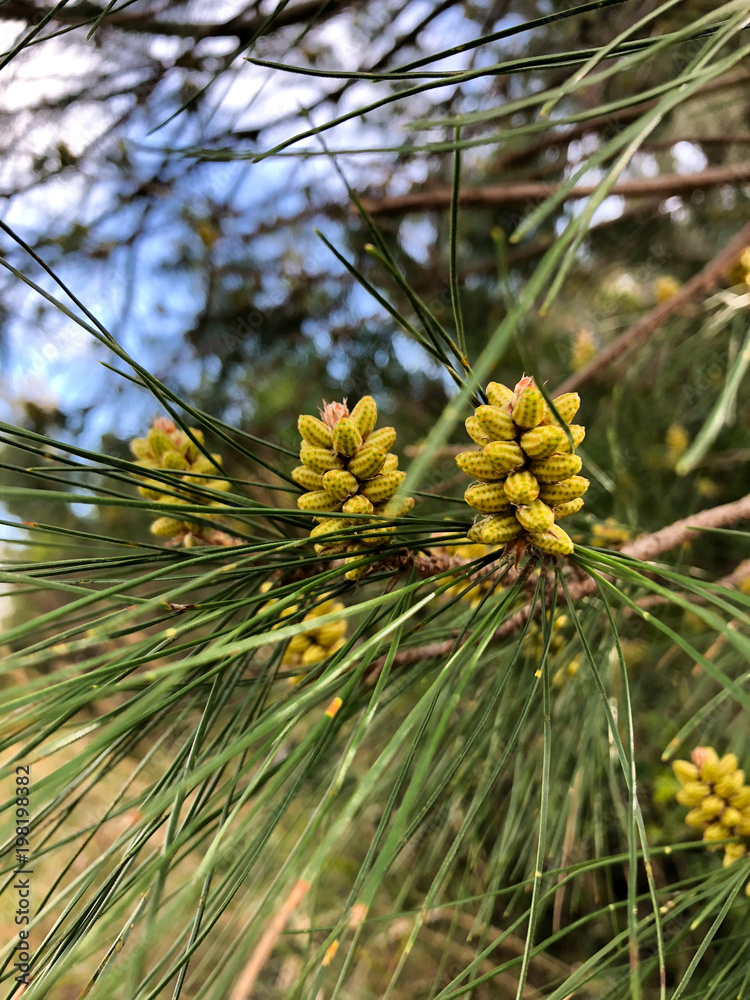 Young shoots of pine trees in the forest spring