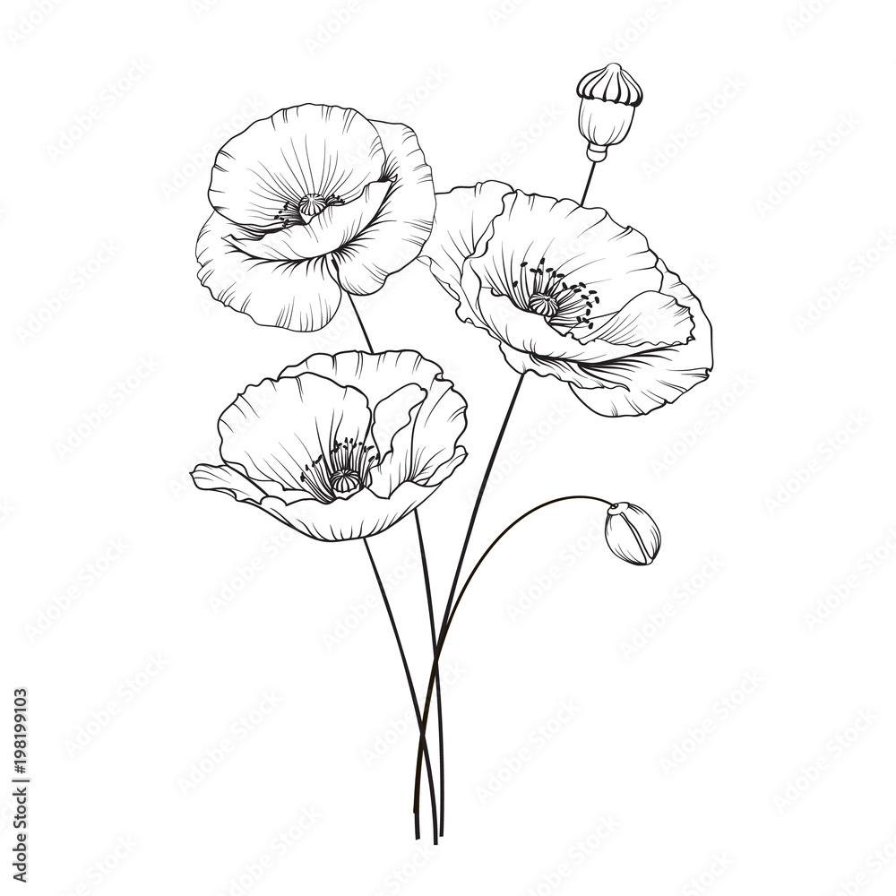 Obraz premium Vintage ilustracji maku. Patern kwiaty ślubne. Obraz akwarela szczegółowe ręcznie rysowane maki. Ilustracji wektorowych.