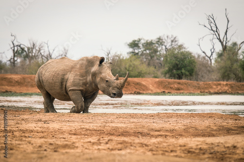 white rhinocero in the Wildlife  Botswana National Park