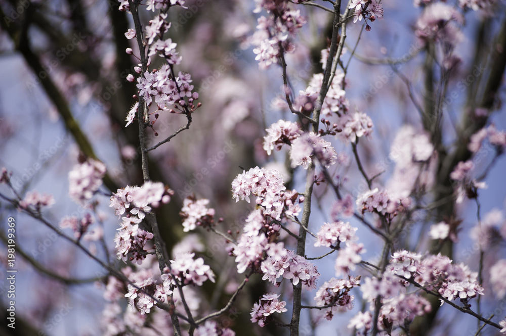 Spring in Town. Middle March. Padenghe . Italia Spring in Town. Middle March. Padenghe . Italia