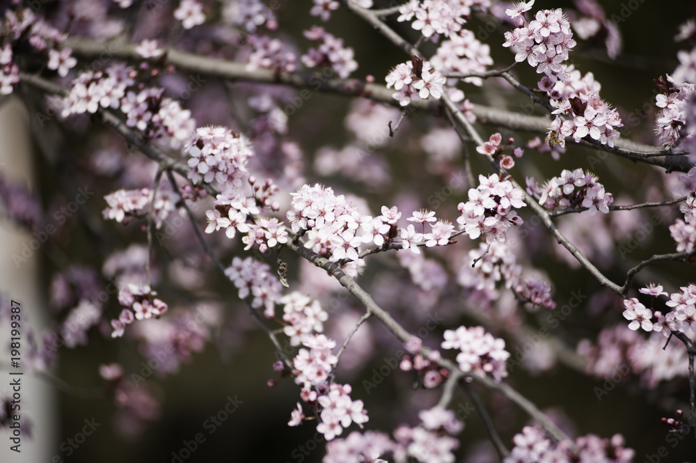 Spring in Town. Middle March. Padenghe . Italia Spring in Town. Middle March. Padenghe . Italia