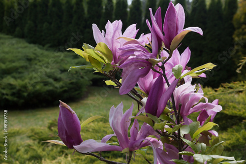 Pink flowers of a magnolia. Magnolia ×soulangeana Soul.-Bod.