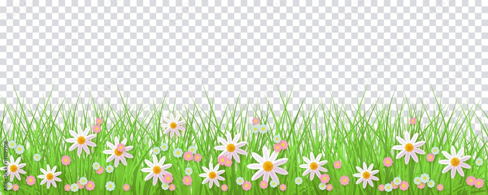 Fototapeta premium Wiosna granicy z zieloną trawą i kwiatami na przezroczystym tle - element dekoracji kartkę z życzeniami na Wielkanoc gratulacje lub plakat. Ilustracja kreskówka wektor.