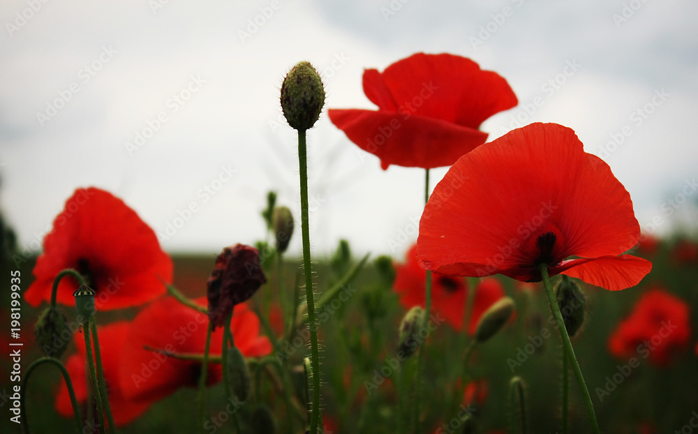 Naklejka premium Red blossom puppy field