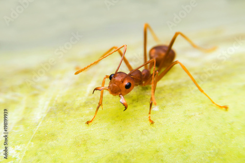 Ants are protected from invasion by enemies.