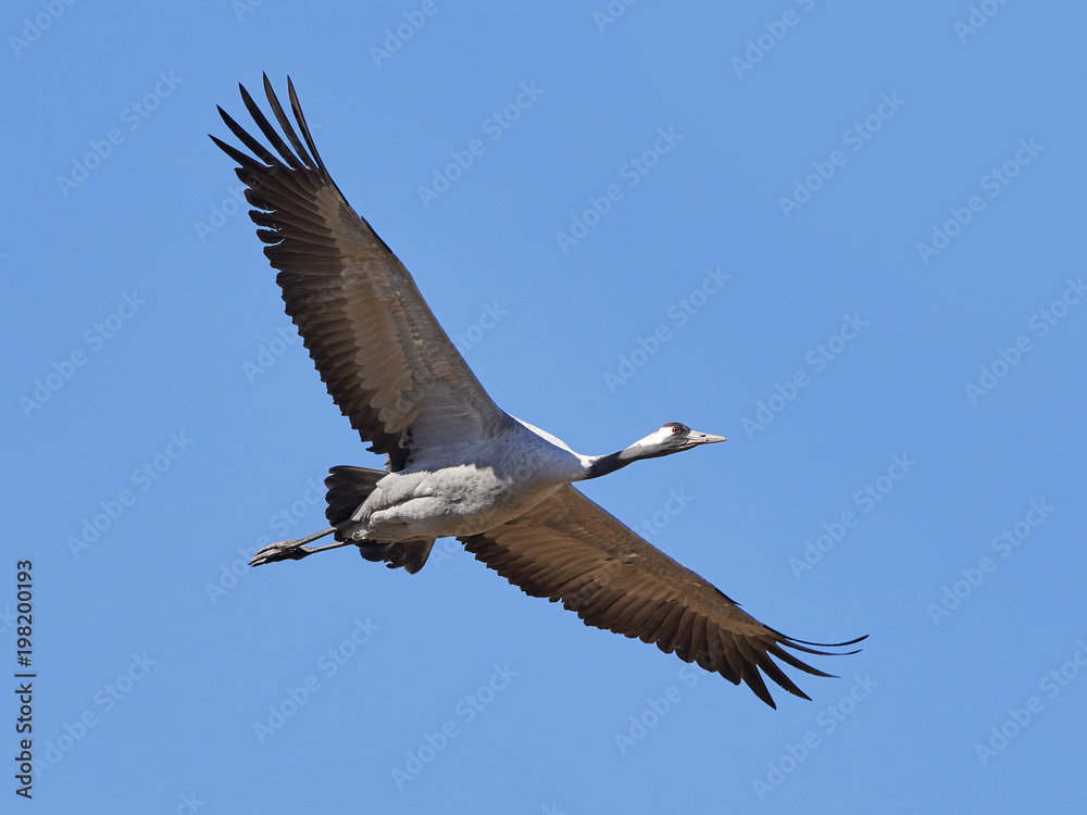 Obraz premium Common crane (Grus grus)