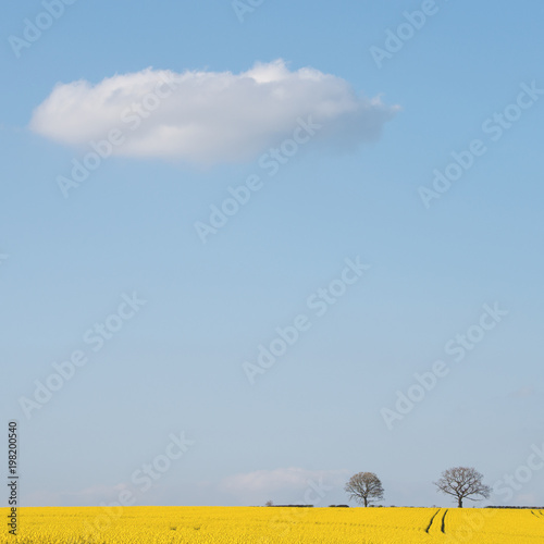 I wandered lonely as a.... photo