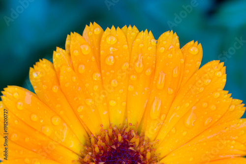 Beautiful flowers in a summer garden in the afternoon