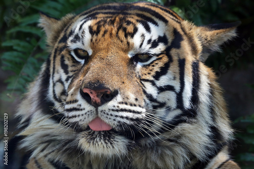 The Face of a Bengal Tiger © michael luckett