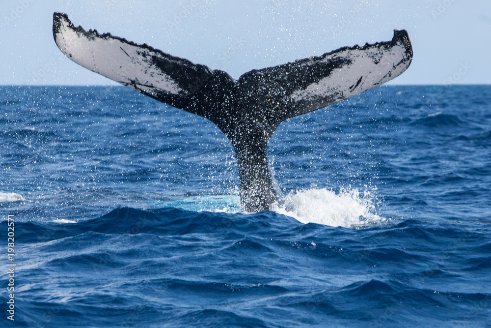 Obraz premium Ogon humbaka