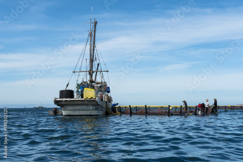 Los trabajadores del barco pesquero trabajan en los criaderos de atún.