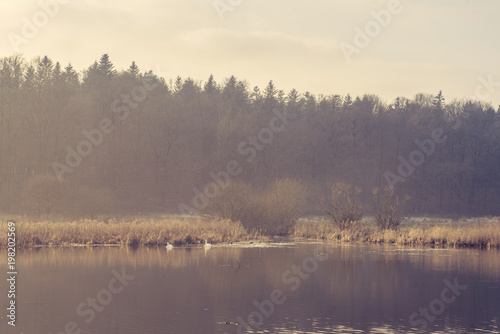 Fototapeta Naklejka Na Ścianę i Meble -  Two swans in an idyllic lake in the morning
