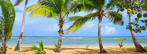 Fototapeta Naklejka Na Ścianę i Meble -  Caribbean sea and palm trees background.