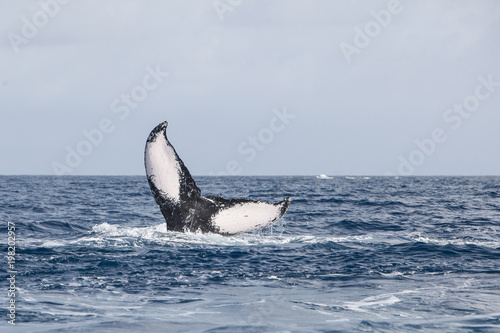 Humpback Whale Tail Disappearing into Sea © ead72