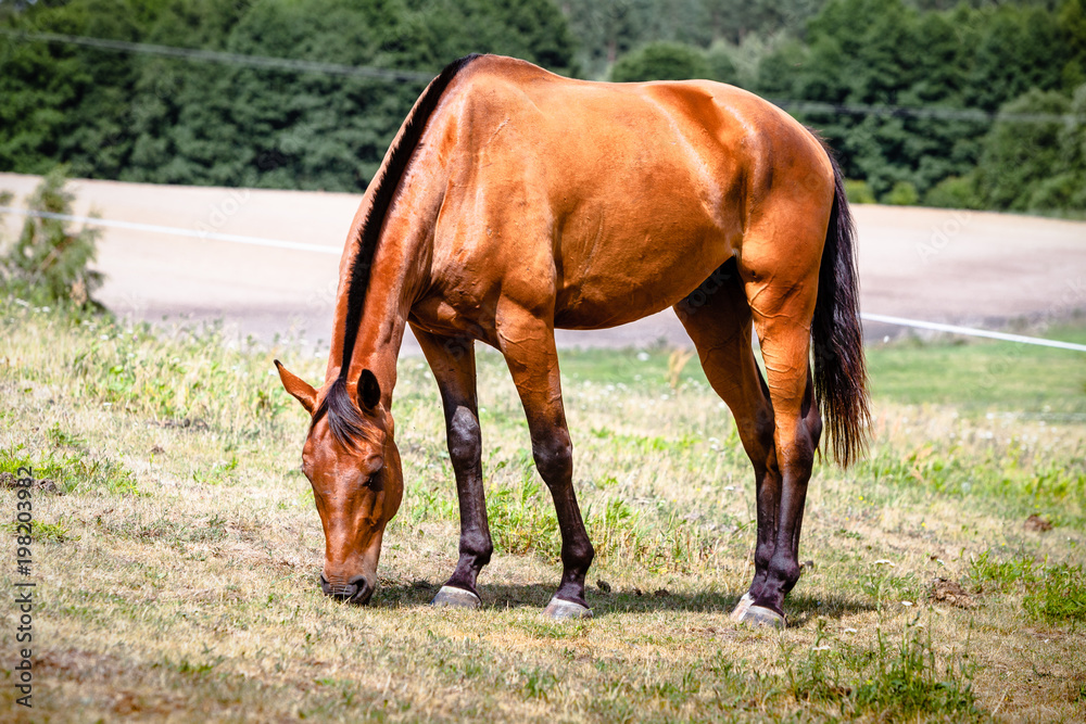 Fototapeta premium Brown wild horse on meadow idyllic field
