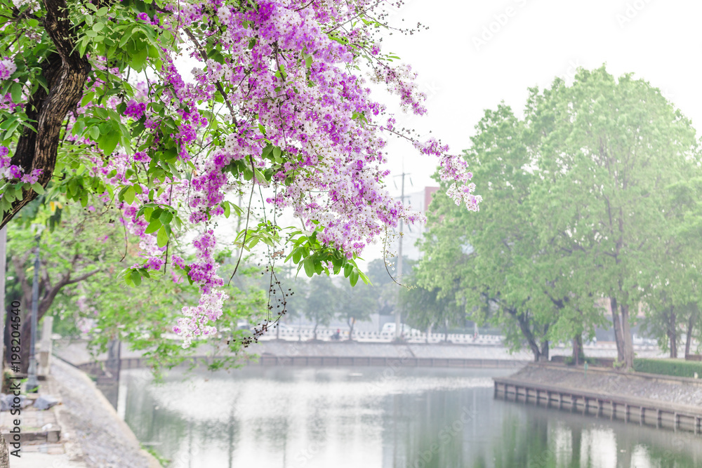 Lagerstroemia speciosa Stock Photo Adobe Stock