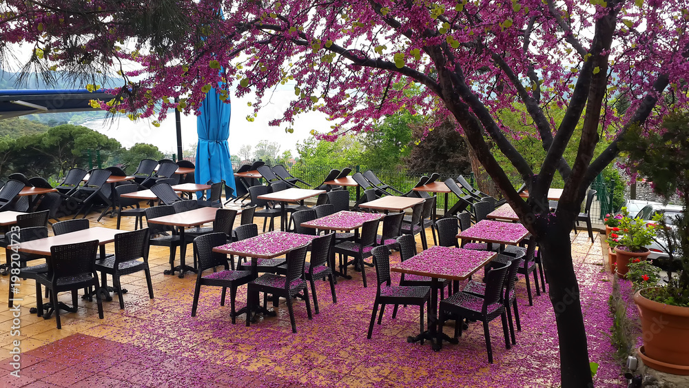 cafe concept. spring came. pink flowers on the wooden tables. 