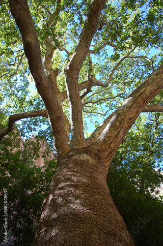 Arizona Sycamore tree in the Gila wilderness of Northern New Mexico 