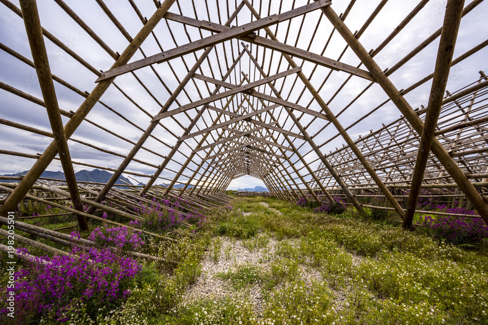 Fototapeta premium wooden structure for drying Cod in Laukvik