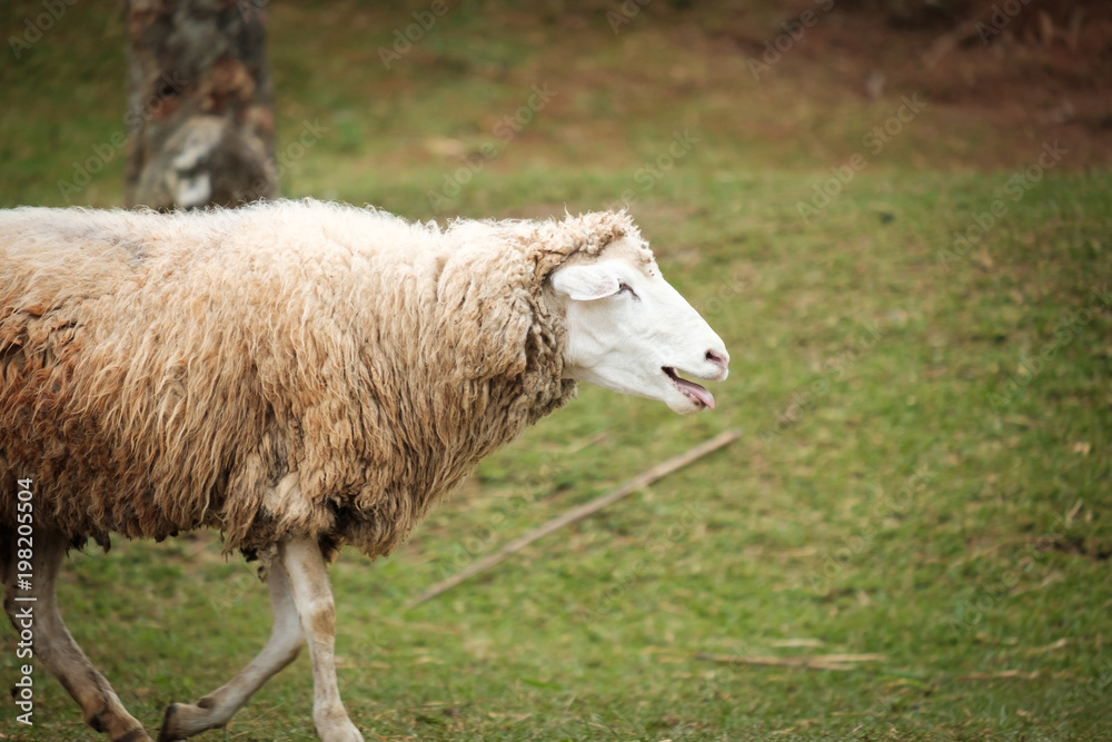 Cute funny happy sheep at outdoor garden nature field valley Cute funny happy sheep at outdoor garden nature field valley