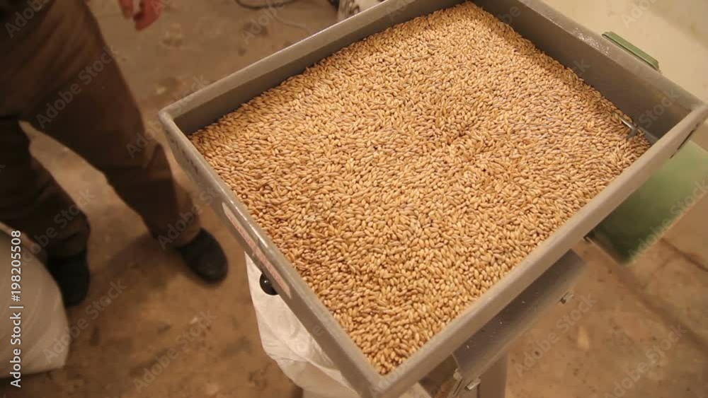 Grinding of malt for producing beer at the brewery. The crushing of the malt in an electric mill. Grinding of malt for producing beer at the brewery. The crushing of the malt in an electric mill.